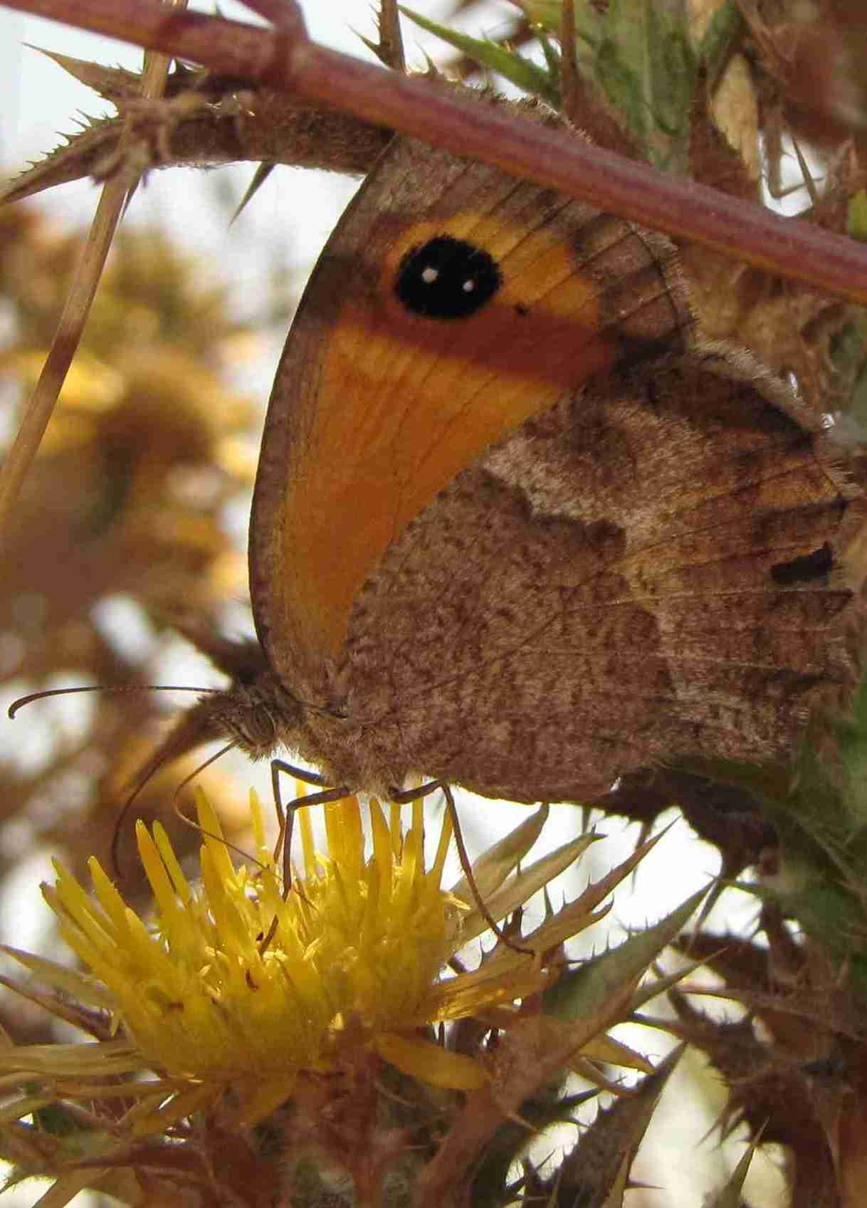 maniola? - Pyronia cecilia